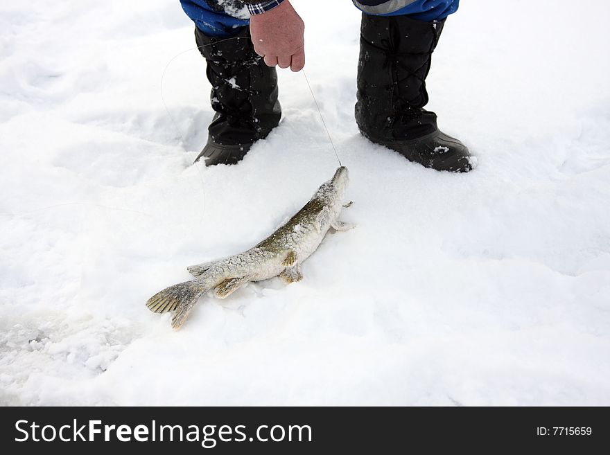 The catch. Pike caught fishing for the winter. The catch. Pike caught fishing for the winter.