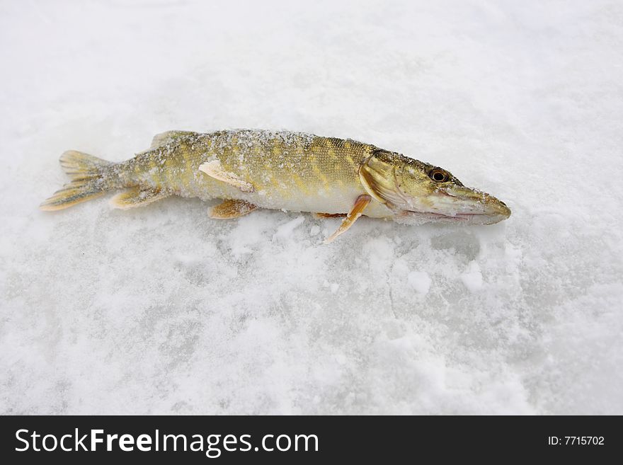 The catch. Pike caught fishing for the winter. The catch. Pike caught fishing for the winter.