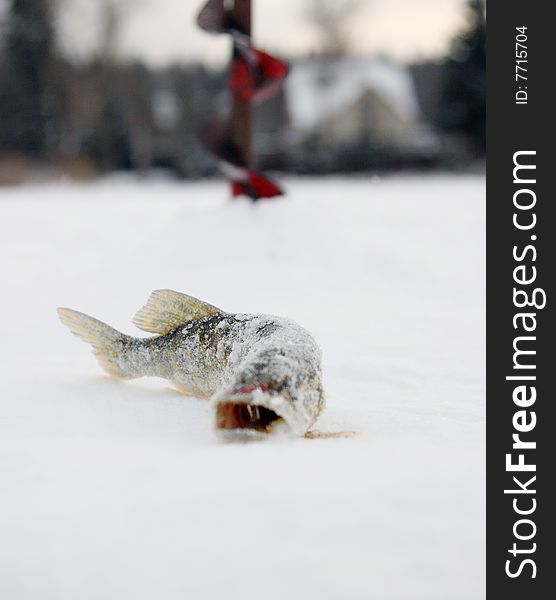 The catch. Pike caught fishing for the winter.