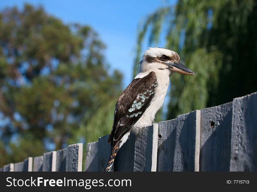 Kookaburra