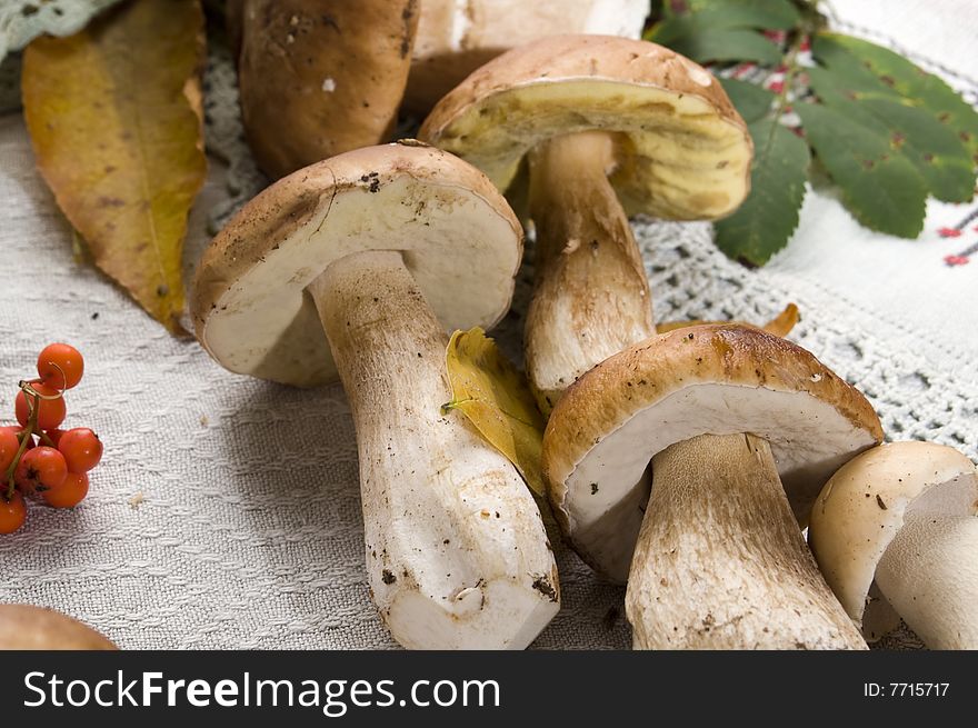 Four mushrooms on a table-cloth