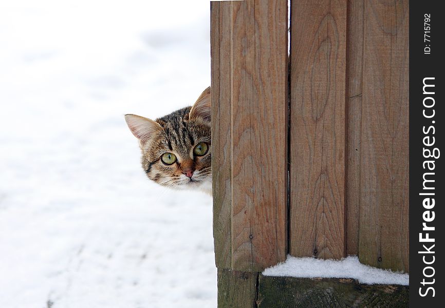 Frightened kitten looks out over the fence.