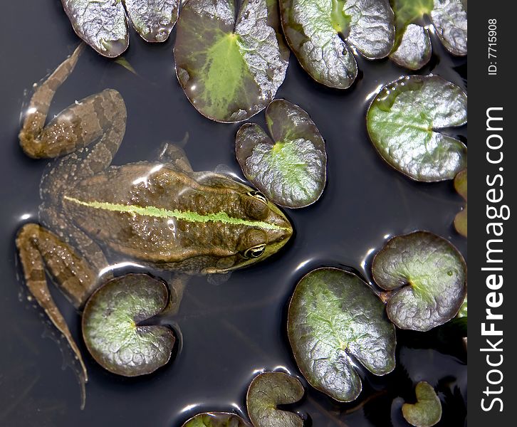 Common frog in the pond. Common frog in the pond