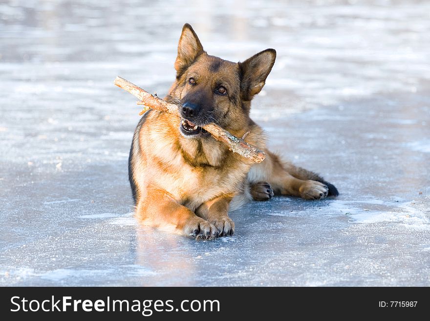 German shepherd lying on the ice