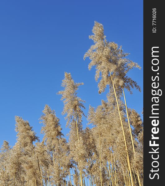 Pampas grass on a clear winter's day