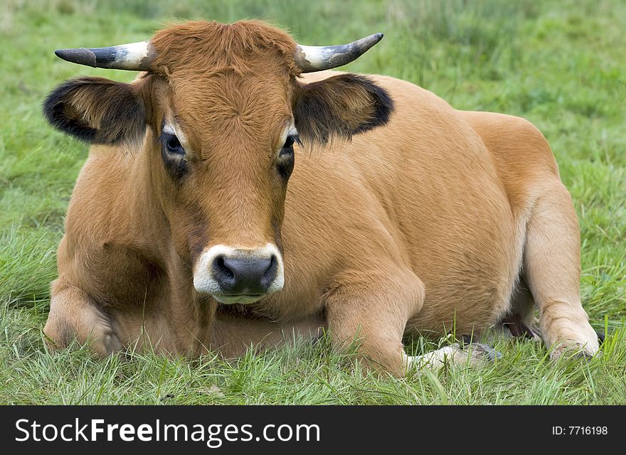 Cow sat in field, Germany. Breed = Pinzgauer. Cow sat in field, Germany. Breed = Pinzgauer