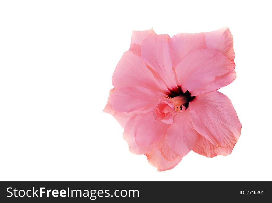 Pink Hibiscus Isolated On The White