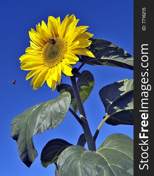 Bees on Sunflower on cloudless day