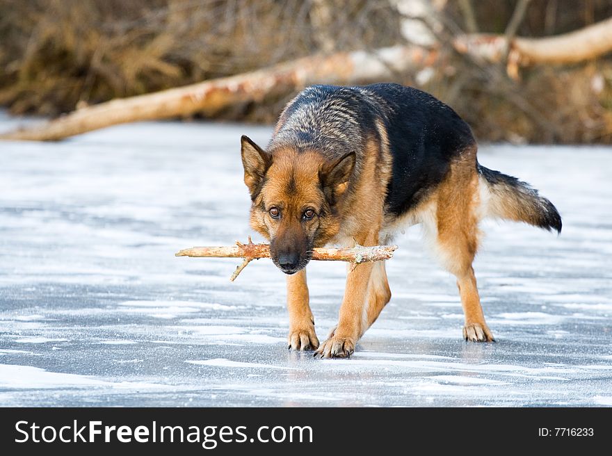 German shepherd going on the ice wiht stick in jaws