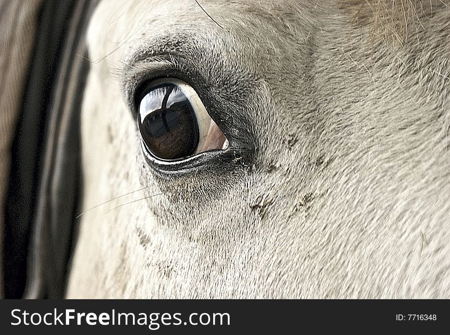 Close up of a horses eye.