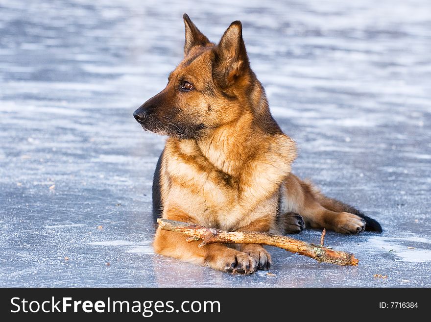 German shepherd lying on the ice