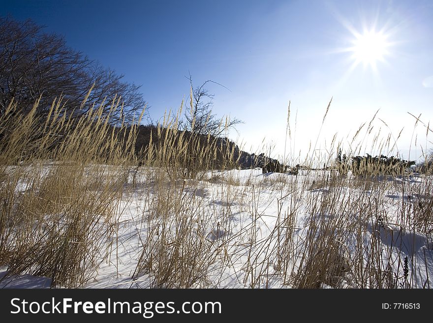 Winter scene with snow, sun and grass