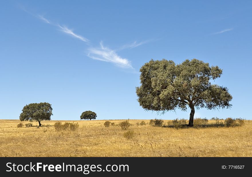 Isolated trees on dry barren landscape, Almodovar, Portugal. Isolated trees on dry barren landscape, Almodovar, Portugal