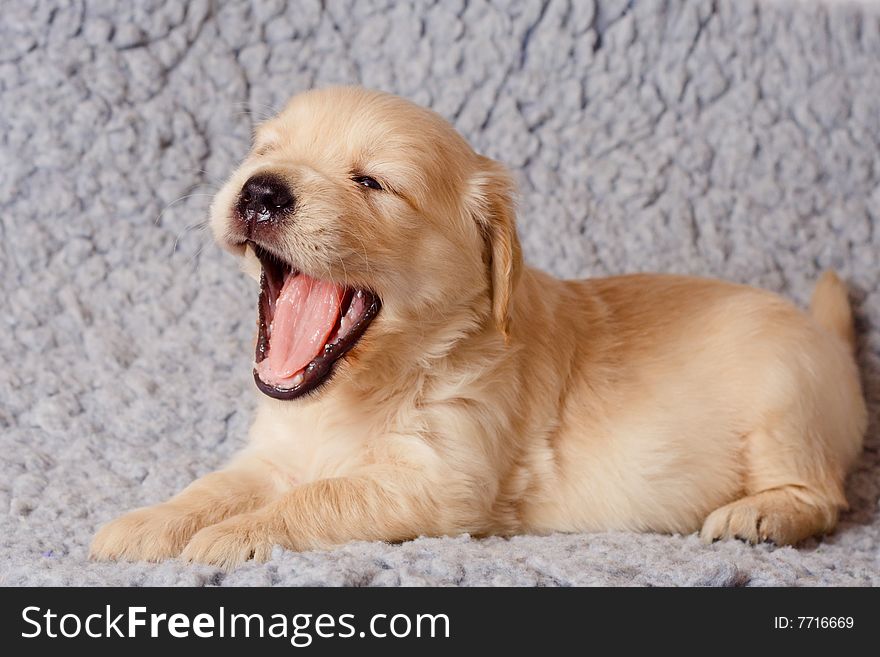 Small golden retriever puppy is yawning. Small golden retriever puppy is yawning