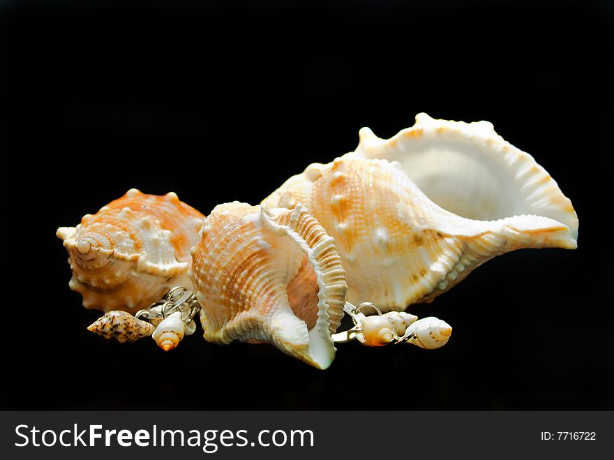 Sea shells of various sizes on a black background. Sea shells of various sizes on a black background
