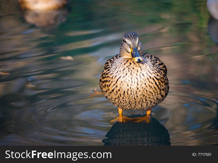 Duck standing on water