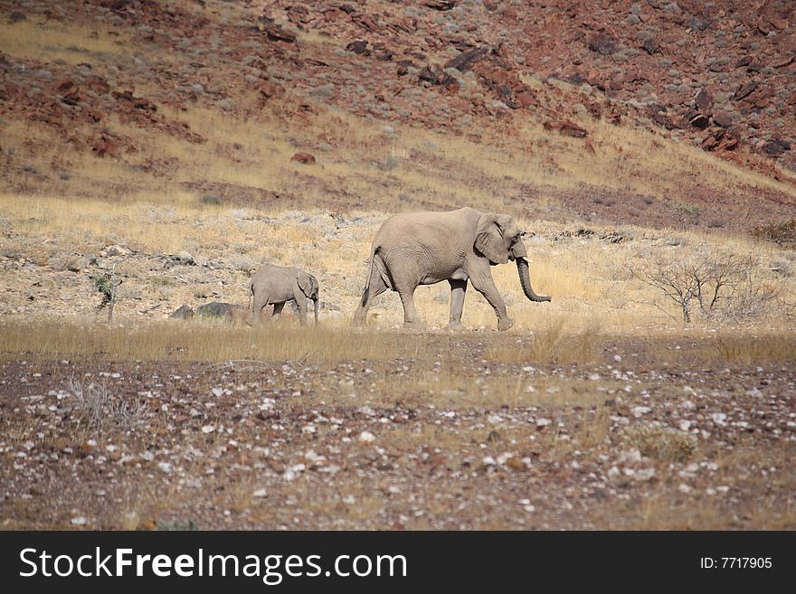 Mother and daughter desert adapted elephant, Damaraland, Nambia, Africa. Mother and daughter desert adapted elephant, Damaraland, Nambia, Africa