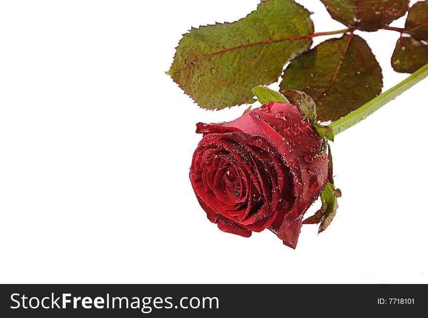 Isolated single rose with drops on white background