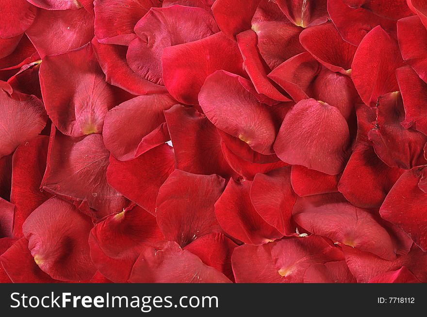 Red petals of scarlet roses as background