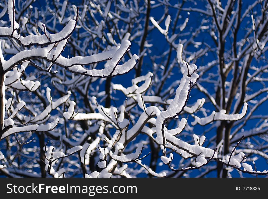 Picture of winter forest against the blue sky