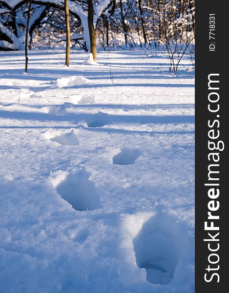 Footsteps in winter forest at sunny day