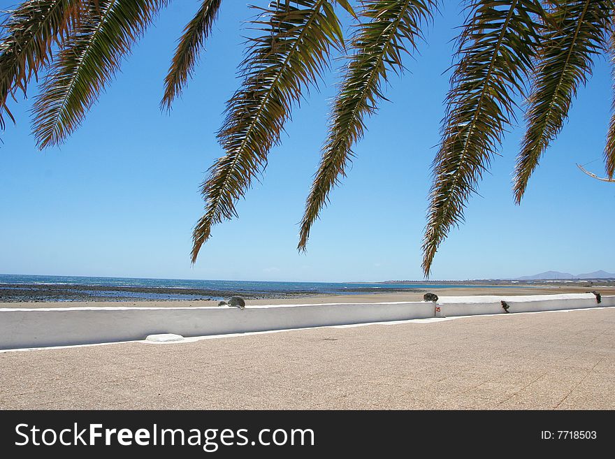 Atlantic sand shore and Palm