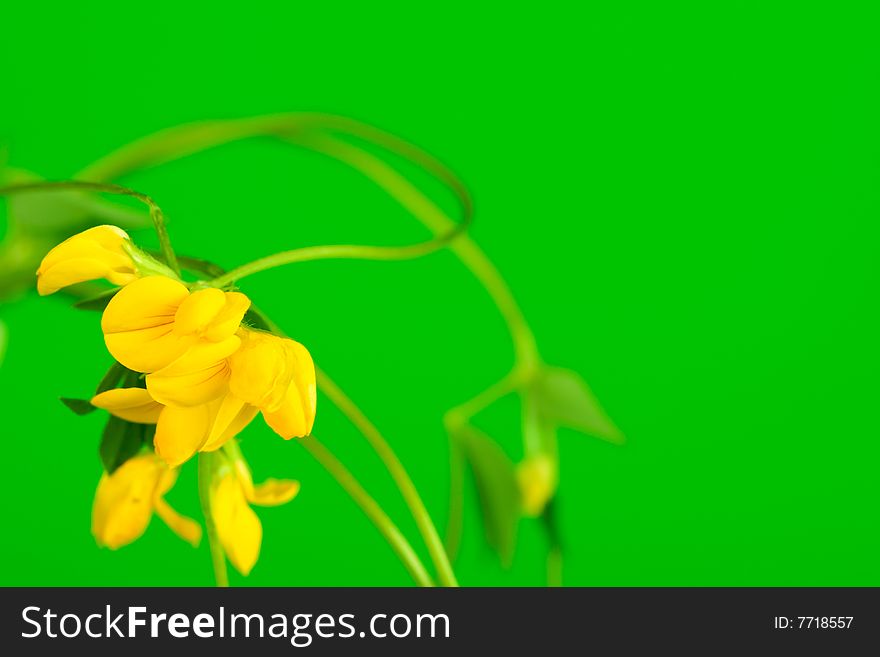 Yellow field flower is on the green background