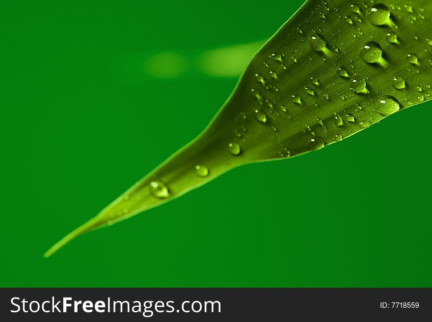 Part of green leaf of bamboo plant with drops on it