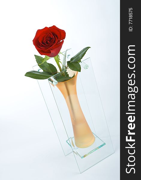 Red rose in glass vase. Red rose in glass vase