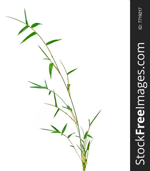 Bamboo isolated on white background