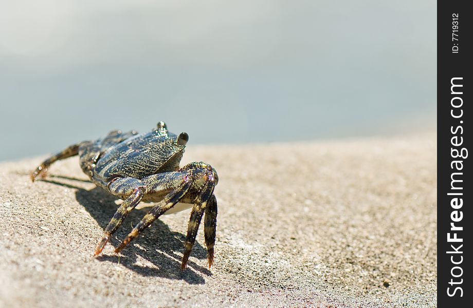 Live Crab on sand of beach