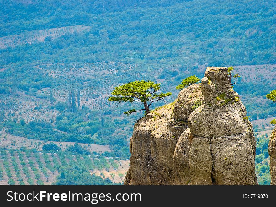 Trees on rocks. Landmark - Ghost Valley, Demerdji, Crimea, Ukraine.