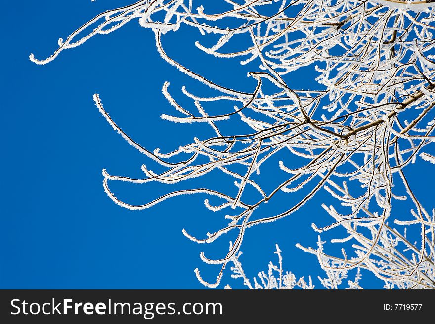 Tree covered with snow,against a beautifull blue sky as copy space. Tree covered with snow,against a beautifull blue sky as copy space