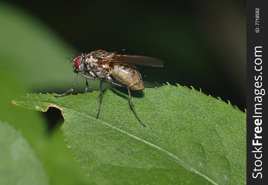 A macro shot of a garden fly on a leaf in the garden.