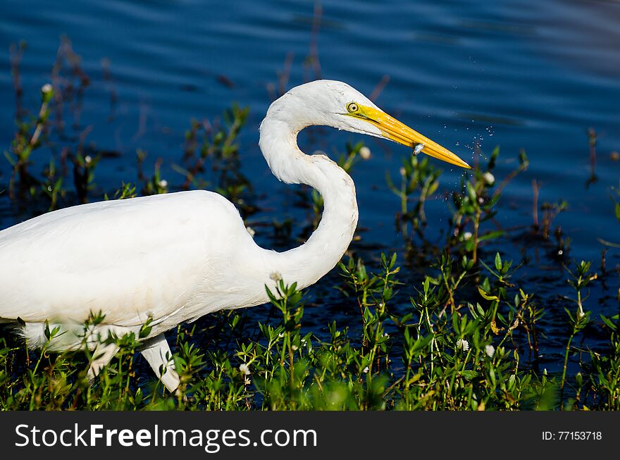 Great Egret catching fish on small pond in Monroe GA. Great Egret catching fish on small pond in Monroe GA