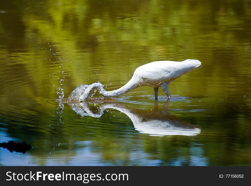 Egret spearing fish