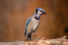 Blue Jay Royalty Free Stock Image Blue Jay Royalty Free Stock Image