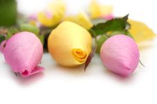 Tree Roses: Pink And Yellow Royalty Free Stock Images Tree Roses: Pink And Yellow Royalty Free Stock Images
