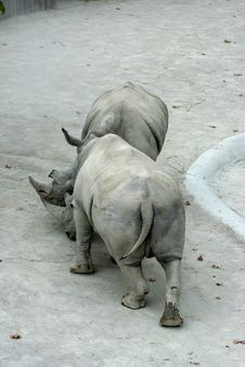 Rhino Fighting Royalty Free Stock Photos