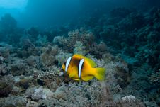 Clownfish Stock Photos Clownfish Stock Photos
