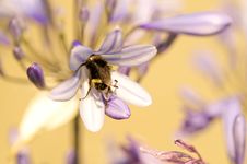 Bee On Flower Stock Photo Bee On Flower Stock Photo