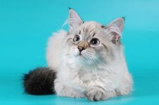 Siberian Kitten Iying And Looking Royalty Free Stock Photo