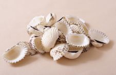 Seashells Royalty Free Stock Photo Seashells Royalty Free Stock Photo
