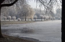 Ice Trees Royalty Free Stock Photos Ice Trees Royalty Free Stock Photos