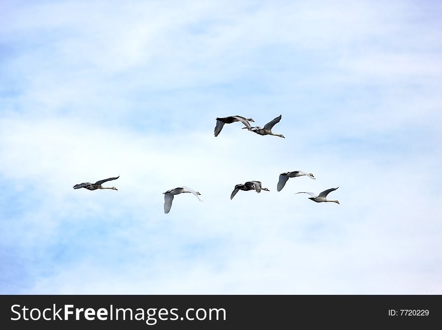 Photograph of the Swans in flight