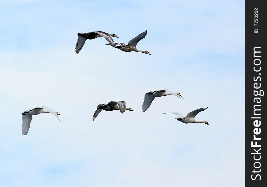 Swans In Flight