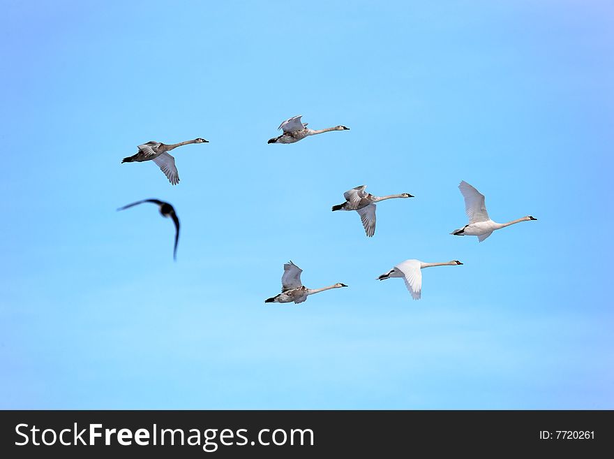 Swans In Flight