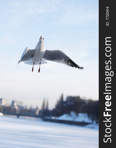 Photograph of the magnificent Gull