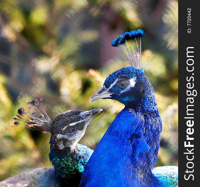 Photograph of a couple of Peacocks