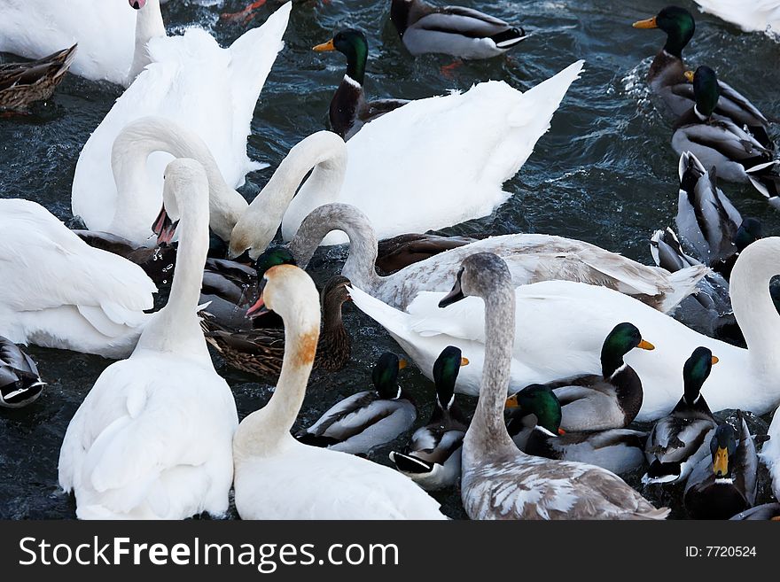 Photograph of many white Swans